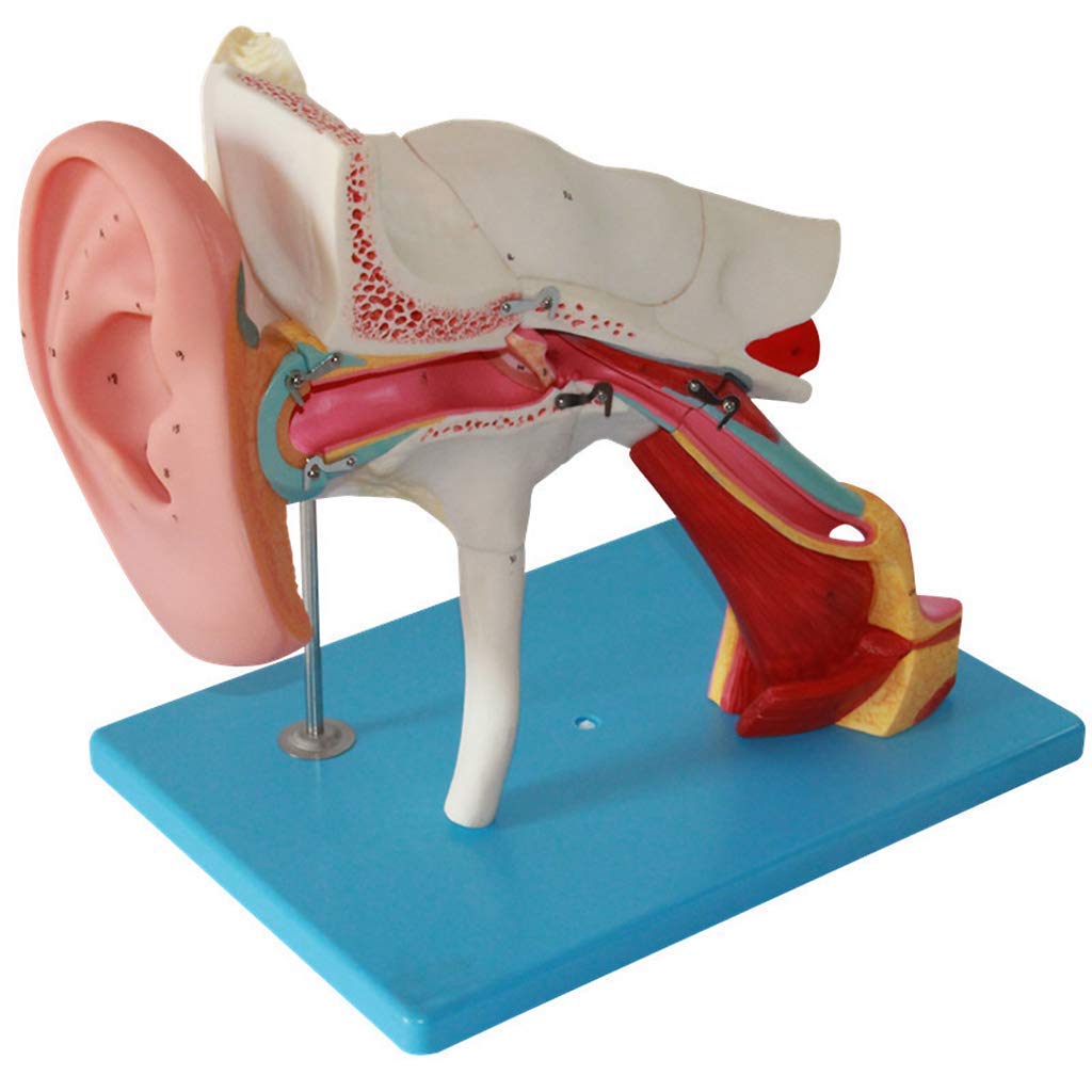 GTHTUHFD Detachable Ear Model Human Organ Model Human Giant Ear Model Human Ear Enlargement Model Medical Models Skeleton Model