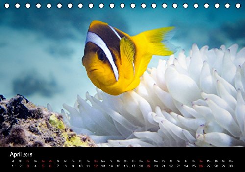 Anemonenfische, Mein Revier. (Tischkalender 2015 DIN A5 quer): Rotmeer Anemonenfische (Tischkalender, 14 Seiten)