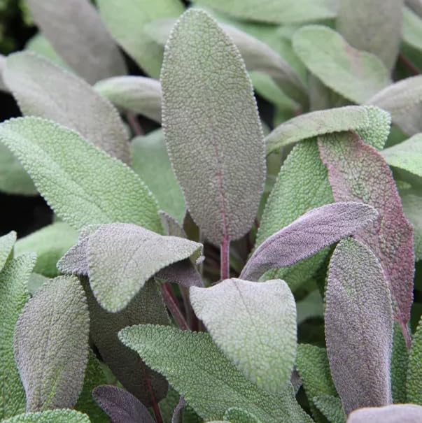 Planta Natural de Salvia Hierba Aromática Salvia Officinalis