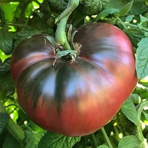 Semillas de Tomate Morado Mar Azul – Tomate Bistec Tradicional Semillas Hortícolas
