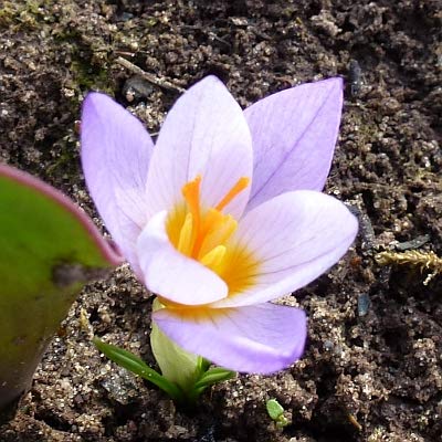 Blumenzwiebeln Krokuszwiebeln Crocus kotschyanus - Herbstblühender Krokus (100 Zwiebeln)