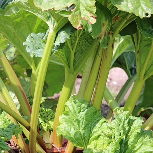 semillas de ruibarbo semillas de ruibarbo, semillas de hierbas plantas de ruibarbo, semillas de hortalizas semillas de bonsái techos verdes camas elevadas para jardín semillas de 150pcs
