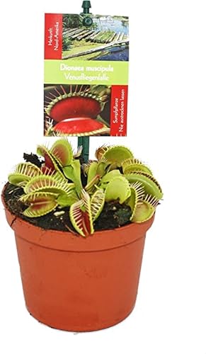 Planta Carnívora - Venus Atrapamoscas - Dionaea Muscipula - Planta Natural
