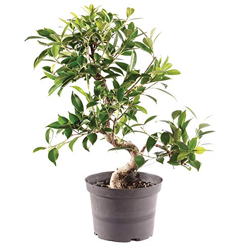 Image of Brussel's Bonsai - Medium Live Ficus Bonsai Tree, 7-Year | Live Ficus Bonsai Tree, Indoor Houseplant, Ceramic Pot, 7-Year, Easy Care, Gift Ready