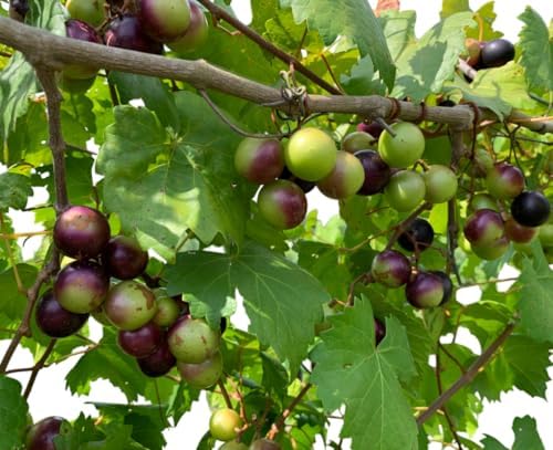 Muscadine Grapes Vine Live Plants Sweet Grapevine Scuppernong Gra...