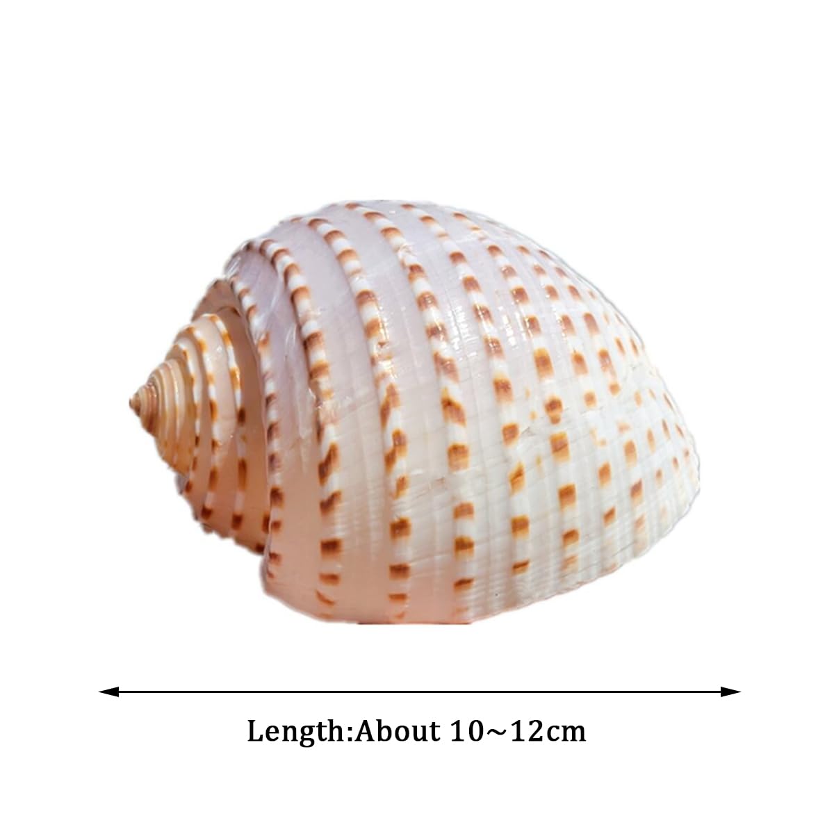 インテリア 大型 貝殻 巻貝 25cm~30cm弱 本物 2つセット インテリア