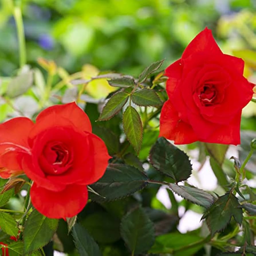 ドライフラワー❇️ミニバラ❣️ミックス ミニバラ ミックス❣️ドライフラワー