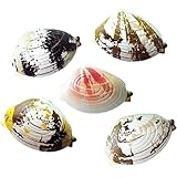 Ayrsjcl 水噴射ハマグリ ミニ 貝のおもちゃ いたずら 水鉄砲玩具 お風呂遊び バスグッズ 子供用 5個