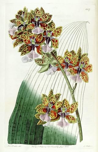 Cuadro Oncidium Lanceanum para decoraciones del hogar en lienzo