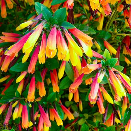 YouGarden Brazilian Fuchsia Jacobinia Pauciflora Scarlet Yellow Winter Flowering Evergreen Shrub Pollinator Friendly Ready To Grow 9cm Pot