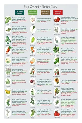 Organic Gardening Companion Planting Chart Laminated Vegetable and Herb Guide What to Plant Together for Healthy Growth Garden Planning Wall Decor(Unframed,08x12inch(20x30cm))