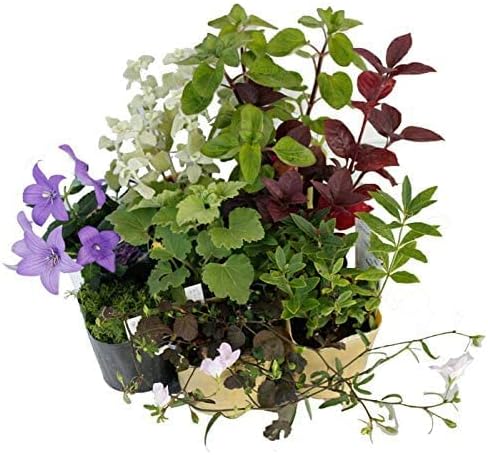 Amazon Co Jp ハッピーガーデン 店長おまかせ8苗セット 用途に合わせて選べる2タイプ 花壇 地植え用 Diy 工具 ガーデン