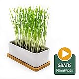 [page_title]-Pfotenolymp® Premium Katzengrasschale/Katzengras Set - Katzengras Schale aus Keramik - Pflanzset fertig mit Samen, Erde und Topf für Katzen - mit Keramikschale - DIY