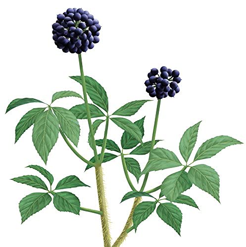 Amazon.com: Eleuthero Root- Eleutherococcus senticosus Root C/S from 100%  Nature (08 oz) : Grocery & Gourmet Food
