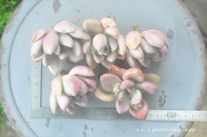 ルビードナ錦 カット苗 多肉植物