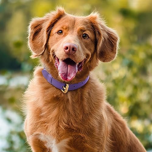 JASGOOD Leather Dog Collar for Small Medium Large Dog Adjustable Soft Leather Padded Puppy Collar with Alloy Buckle Heavy Duty Waterproof Dog Pet Collar,Purple - Image 2