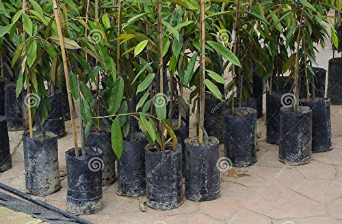 Image of Agritech Black Nursery Cover /Plant Grow Bag - 50 Nos (8x10, 50)