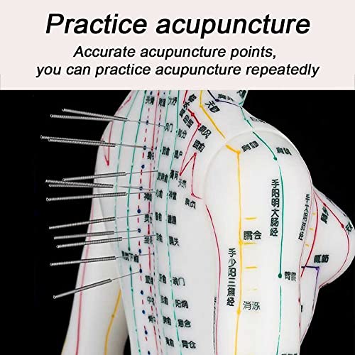 Modèle d'acupuncture précis pour maîtriser les points TCM et les méridiens - 5