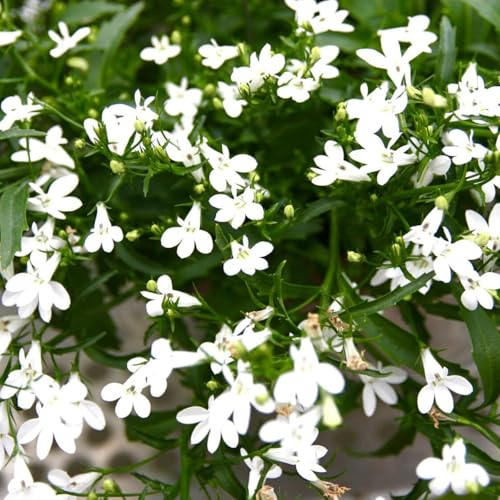 Carbeth Plants 12 Pack Lobelia Trailing White Bedding Plants