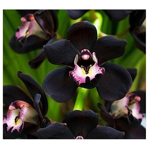 Mr Unique Schwarze Cymbidium Faberi Blumensamen Gartenblumensamen Blütenpflanzen Orchideenblumensamen