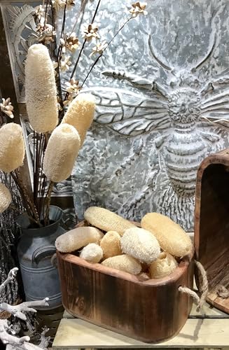 6 tallos de bouquet natural de loofah blanqueado de 20 pulgadas miniatura 5