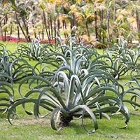アガベ・ビルモリニアナ　 Agave vilmoriniana 耐寒性有り 516YgLO08nL._SS200_.jpg