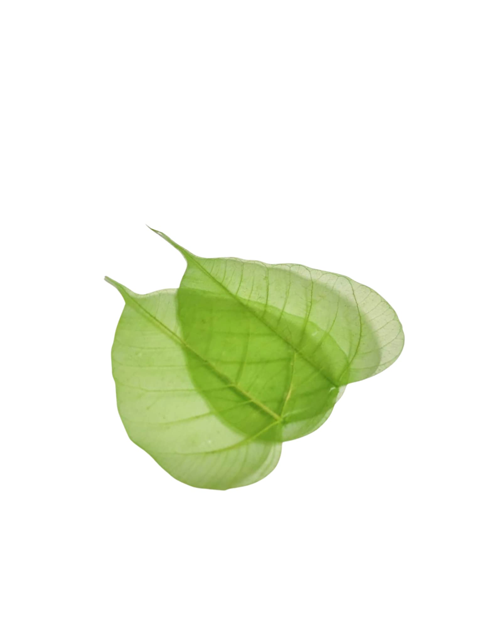 JOYNAGAR Handmade Natural Peepal Leaf Skeleton | Eco-Friendly Home Decor | 100 Pcs | 3-4 Inch | Unique Wall Art | Sustainable Crafts | Indian Traditional Artwork (Light Apple Green) (B0C46KLMKB) Amazon Price History, Amazon Price Tracker