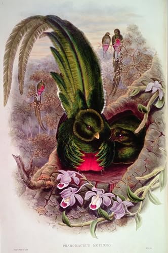 Tableaux Animal Oiseau pour Salon Image Peinture Murale Art 60x90