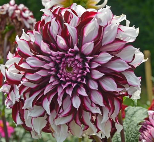 Dalia Tartan | bulbi dalia bianca e Rossa a fiore grande | MY PLANTIS | tuberi di dalia | bulbi estivi