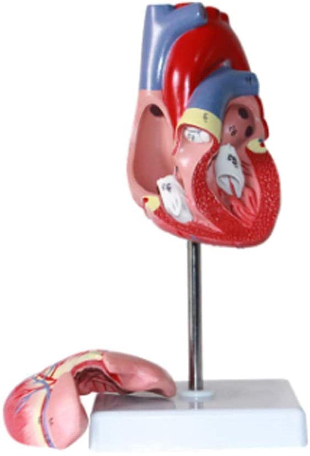 Educational Model Heart Anatomy Teaching Model 1 1 Human Heart ...