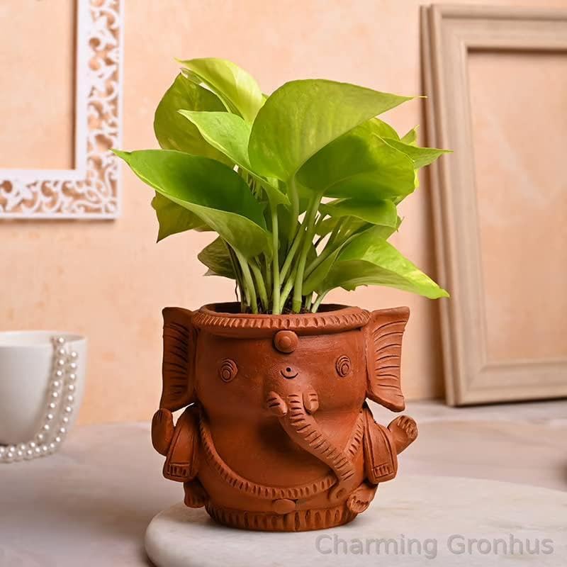 See full amazon price history chart for Charming Gronhus Live Decorative AirPurifying Money Live Indoor Plant With Black Plastic Pot Vase For Living Room, Balcony, Table Desk, Office/Home Decoration Plant (Pack Of 2) Charming Gronhus Live Decorative AirPurifying Money Live Indoor Plant With Black Plastic Pot Vase For Living Room, Balcony, Table Desk, Office/Home Decoration Plant (Pack Of 2) (B0D1VR5S9Y) Amazon Price History, Amazon Price Tracker