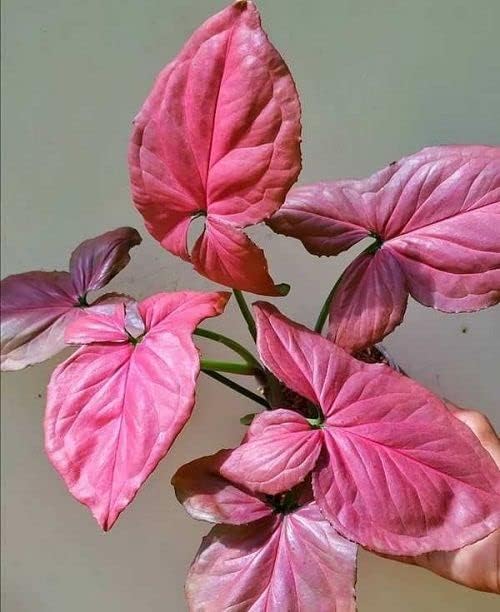 Pink Syngonium Plant/Pink Arrowhead Plant/Live IndoorOutdoor Houseplant/LuckyPlant/AirPurifying Plant Healthy Decorative plant for Living roorm/Office desk/Balcony Home Garden(Pack of-1)-image-0