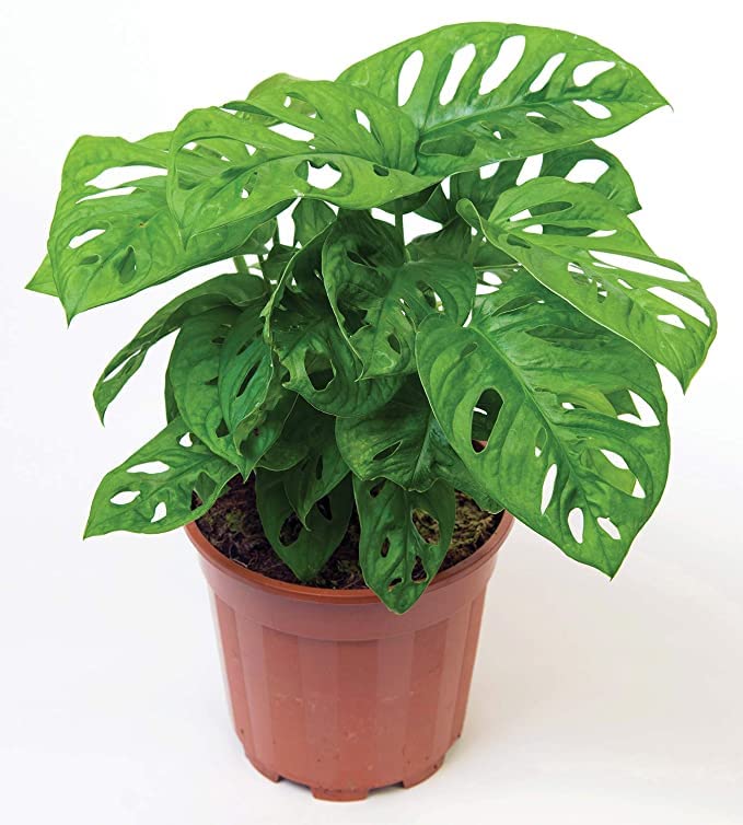 Plantazee Wofloo Monstera Deliciosa Green/Swiss Cheese Indoor Healthy Live Plant With Plastic Pot(Pack Of 1 Healthy Live Plant) (B0B2W33P5C) Amazon Price History, Amazon Price Tracker