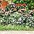 10 PCS Animal Barrier Fence, 17''(H) X 10.8 Ft(L), No Dig Garden Fencing Border for Small Dogs & Rabbits, Rustproof Metal, Decorative Fencing for Outdoor Landscape Yard Patio, 2‘’ Spike Spacing Fence