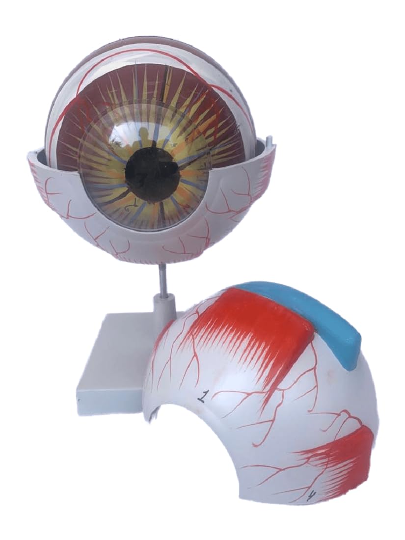 See full amazon price history chart for Labcare Paul Scientific Works Human Anatomical Eye Model Perfect Use For High School, Medical Student,Patient Education And Doctor Labcare Paul Scientific Works Human Anatomical Eye Model Perfect Use For High School, Medical Student,Patient Education And Doctor (B09F67NN8W) Amazon Price History, Amazon Price Tracker
