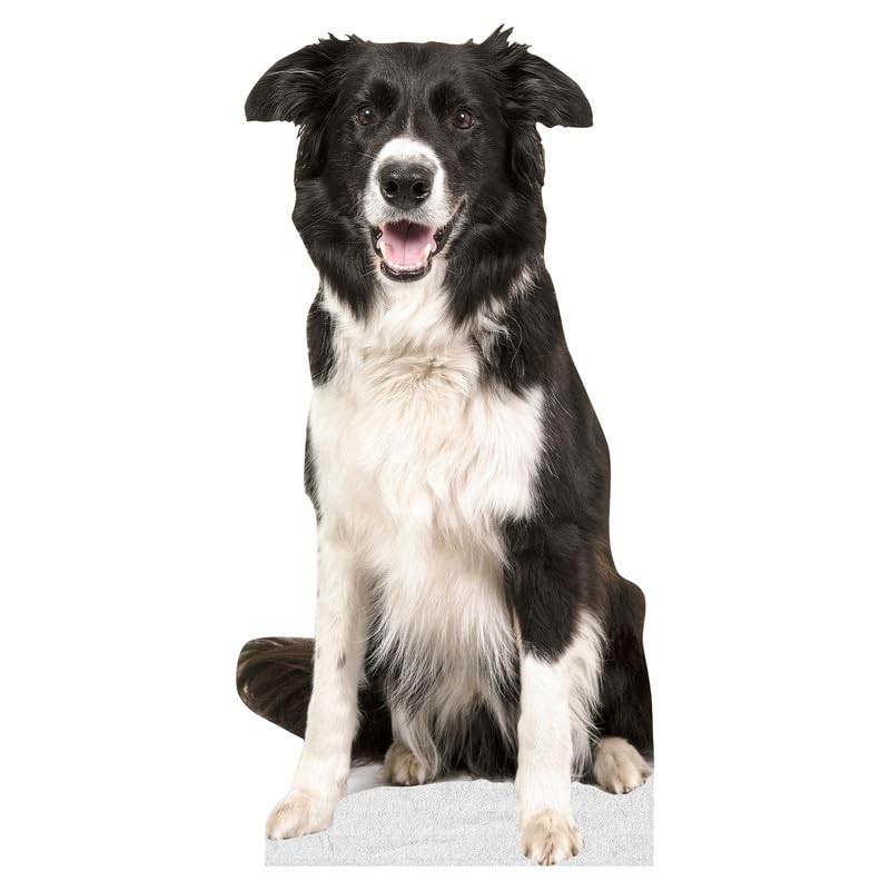 Dog - Border Collie - Life Size Cardboard Cutout Standup People with Support Standee | Animals -