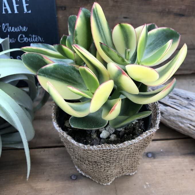 Amazon.co.jp: パリジェンヌ17 斑入り花月 クラッスラ 金運