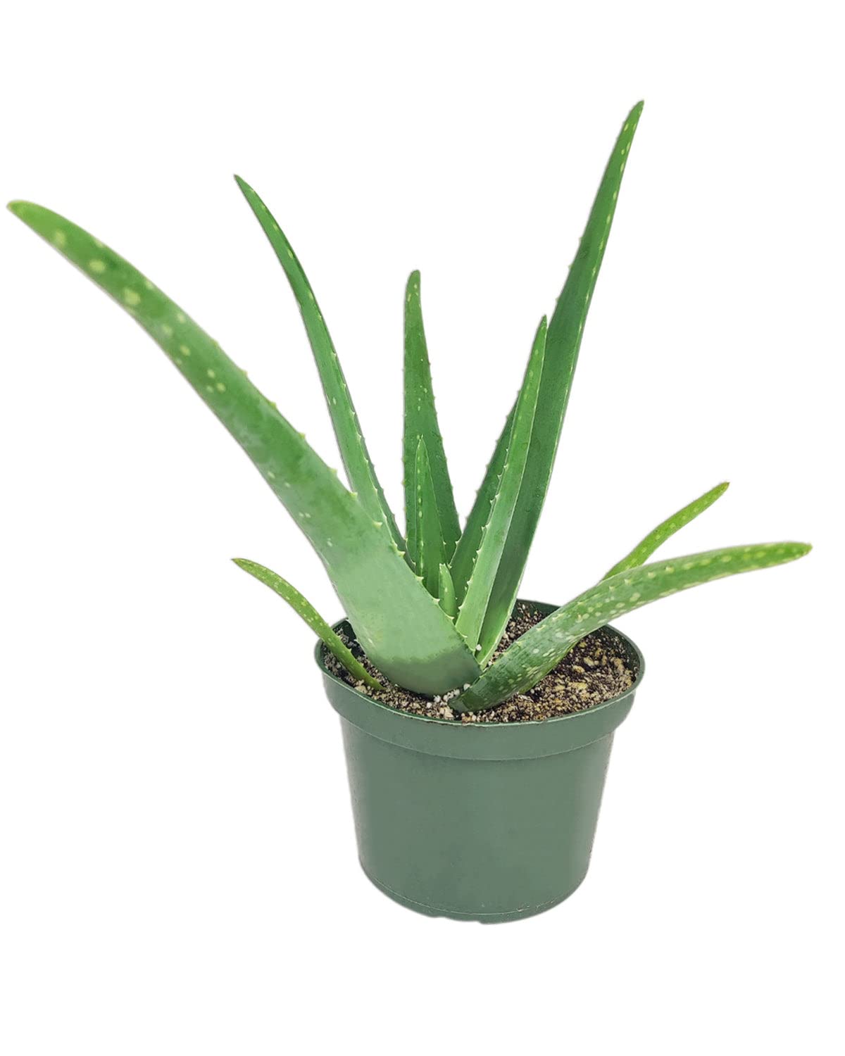aloe vera succulent Aloe vera Plants For Sale main image 0