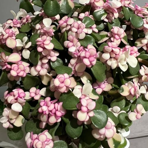 Semi di Albero di Giada, esotiche, resistenti portulacaria afra da giardino roccioso, decorazione del balcone tappezzanti, 50pcs
