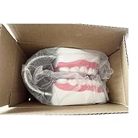 Vista 7 de Modelo de dientes estándar dental Seis veces Modelos de enseñanza dental Ampliación Modelo de boca completa Typodont Demostración