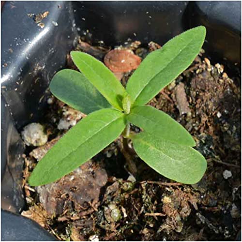 Image of Seed Needs Pink Common Milkweed Seeds for Monarch Butterflies 1 Pack