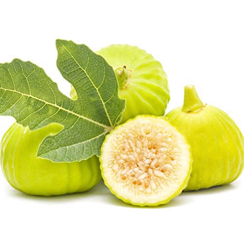 Fig Tree Live Plant - Wellspring Gardens Starter Plant (White Marseilles Fig Tree) Fig Tree Live Plant - Wellspring Gardens Starter Plant (White Marseilles Fig Tree)