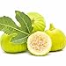 Ficus carica White Marseilles Fig Tree LIVE PLANT St Anthony Cold Hardy Zone 6