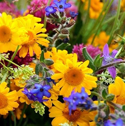 Stk - 70000x Tübinger Mischung für Bienen EKO 500m2 Garten Pflanzen - Samen K352 - Seeds & Plants Shop by Ipsa