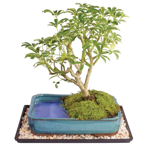 516ZTUDB1pL Brussel's Bonsai Live Hawaiian Umbrella Bonsai Tree - Medium, 5...