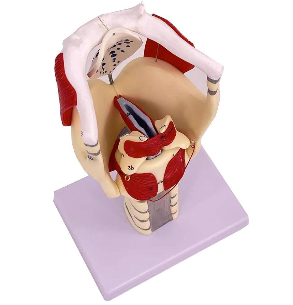 Modelo anatómico de laringe y pulmón, modelo de faringe funcional para fortalecer la estructura y función del cuello en medicina, modelo de anatomía educativa,