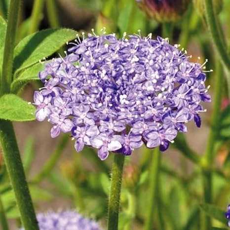 Amazon レースフラワー 種 ブルーレースフラワー 1袋 150mg レースフラワーの種 レースフラワーの花 花たね 花の種 種子 タネ 国華園 第四種郵便 22年秋商品 花 Amazon レースフラワー 種 ブルーレースフラワー 1袋 150mg レースフラワーの種 レースフラワーの花 花たね 花の種 種子 タネ 国華園 第四種郵便 22年秋商品 花