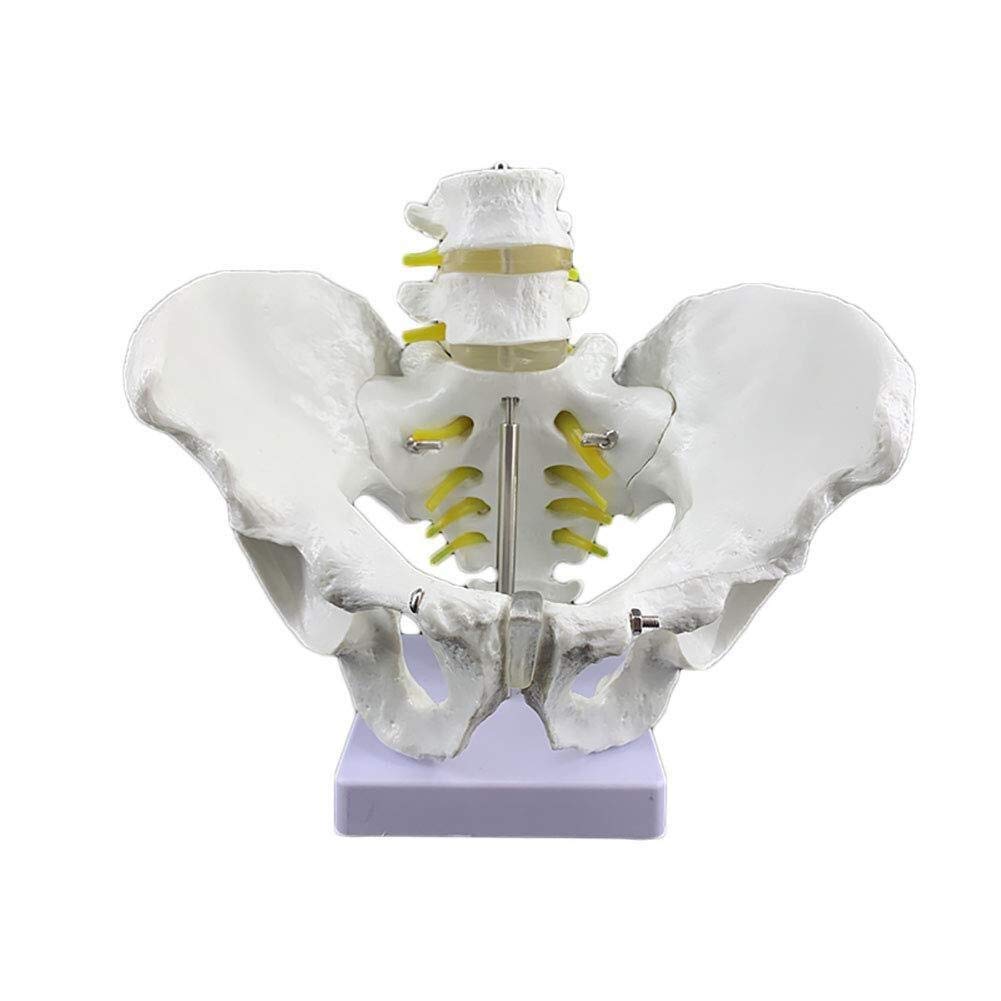 Buy Structural drawing anatomy Science models of human anatomy, On Two Models Lumbar Vertebrae