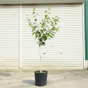 白樺の鉢植え　No.29　樹高111cm　送料込 白樺の鉢植え No.29 樹高111cm 送料込