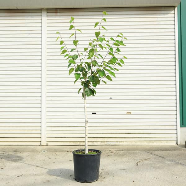 Amazon.co.jp: 庭木・植木・希少品種：シラカバ（白樺）ジャクモンティ